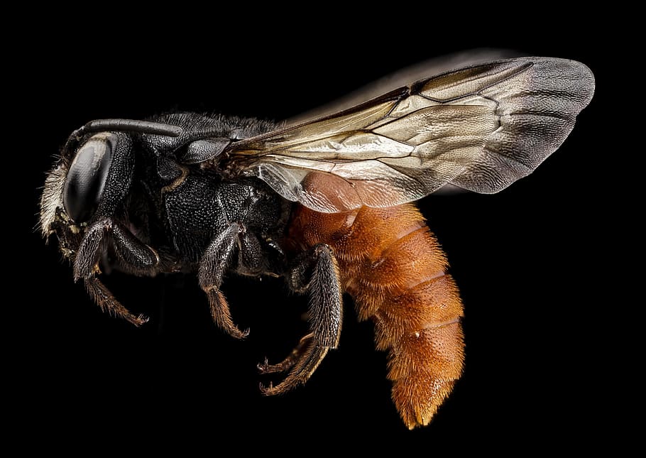 bee, red, redtail, animal, wild, nature, insect, fly, animal themes HD wallpaper
