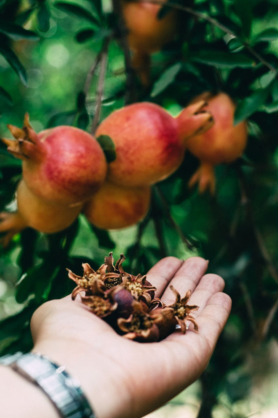 pomegranate plant, flora, food, fruit, produce, apple, iran, taft HD wallpaper