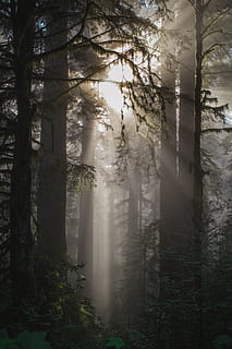 foggy weather with trees, feel, heart, sweet, love, lovely, beautiful HD wallpaper