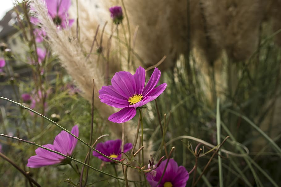 flowers, grässer, beauty, macro, background, meadow, refreshment HD wallpaper