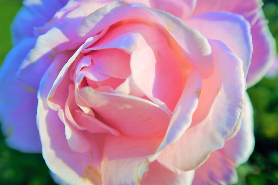 rose, pink, delicate, flower, nature, love, romantic, romance HD wallpaper