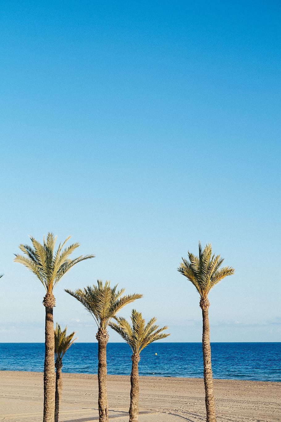 spain, benidorm, palm tree, sky, sea, tropical climate, water HD wallpaper