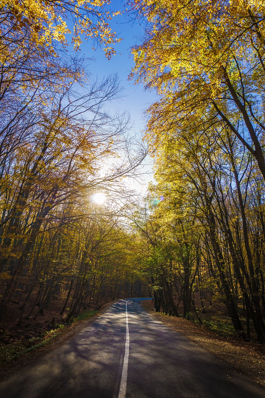 concrete road between trees, highway, tarmac, asphalt, plant HD wallpaper