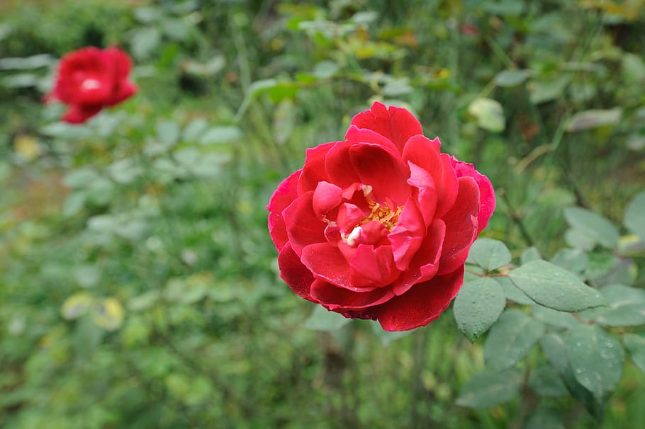 rose, flower, background, garden, red, nature, color, plant HD wallpaper