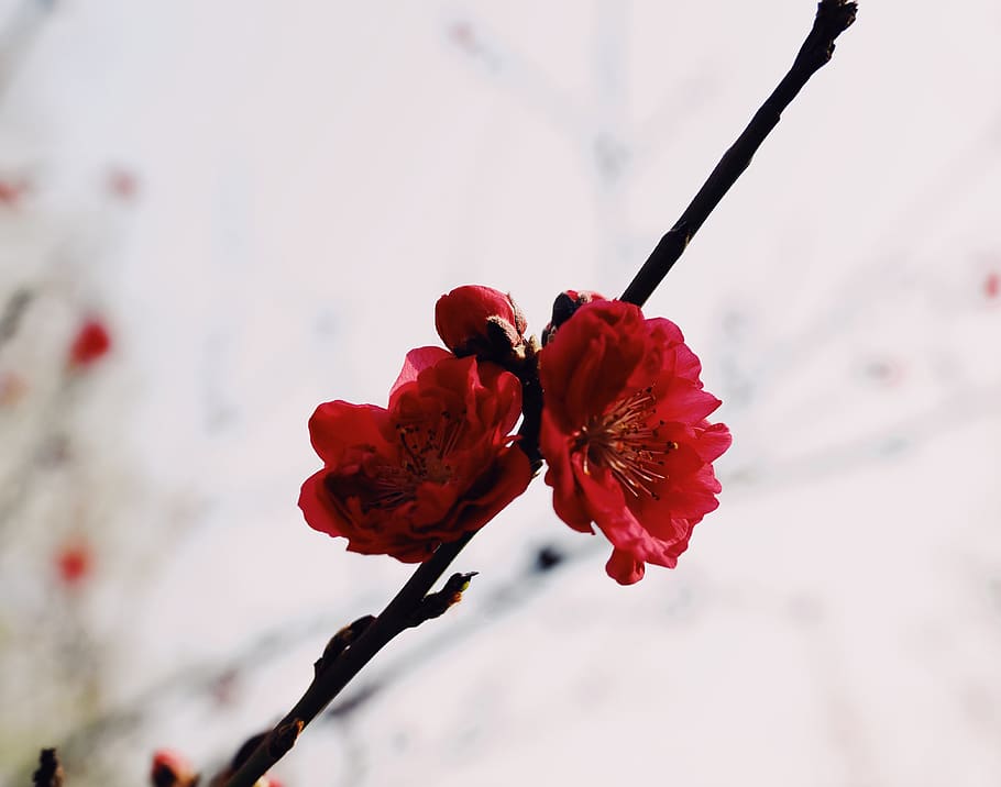 flower, sky, flowering plant, fragility, beauty in nature, vulnerability HD wallpaper