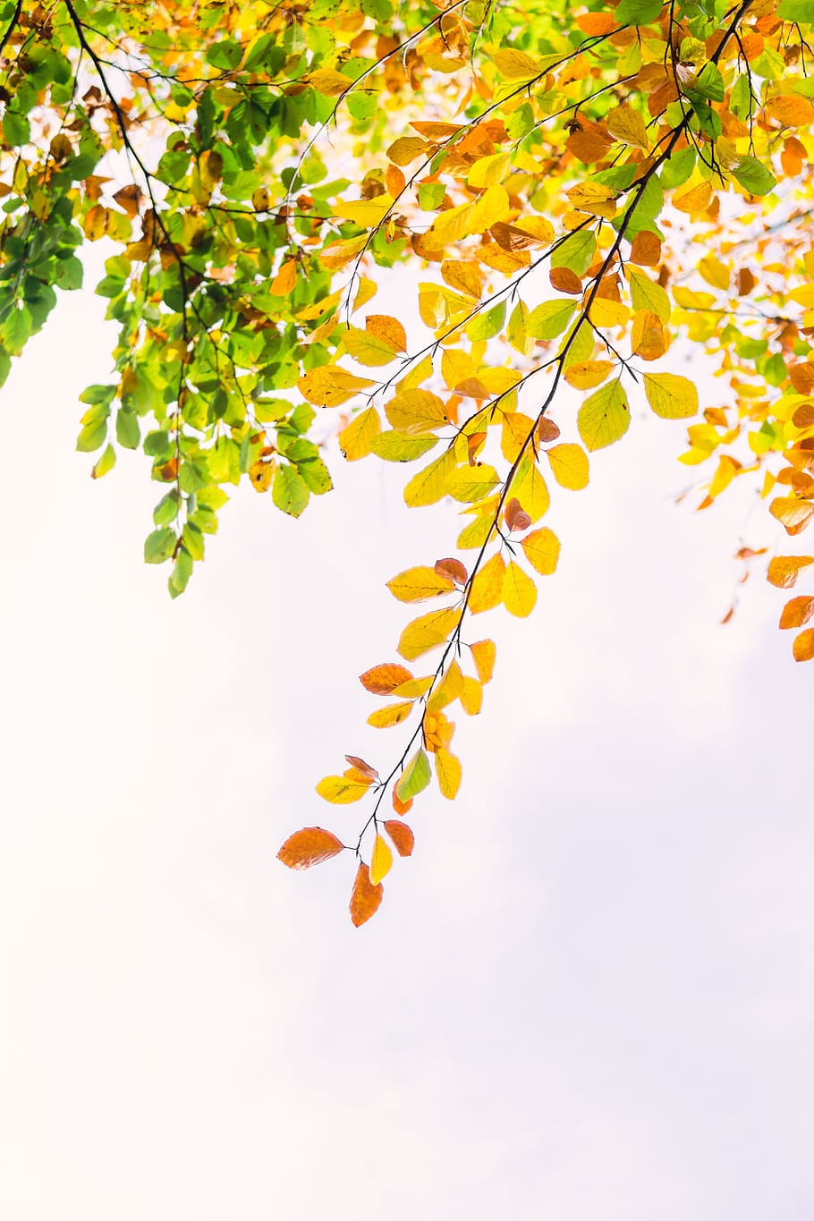 yellow and green leaf plant, sky, autumn, fall, tree, leafe, autumnal HD wallpaper