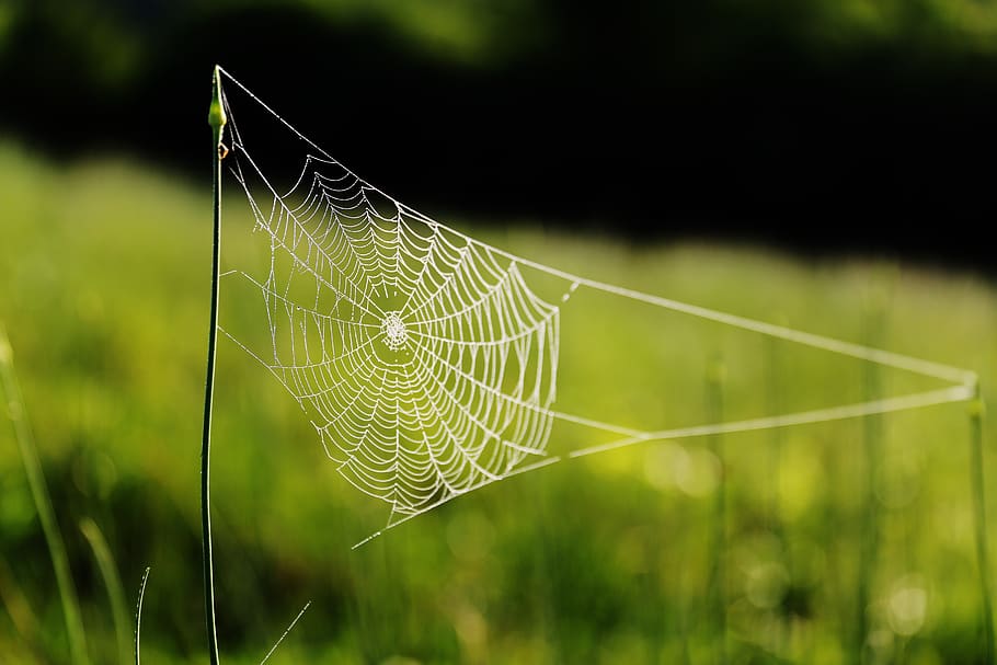 Spider Web On Grass, arachnid, cobweb, macro, spider's web, spiderweb HD wallpaper