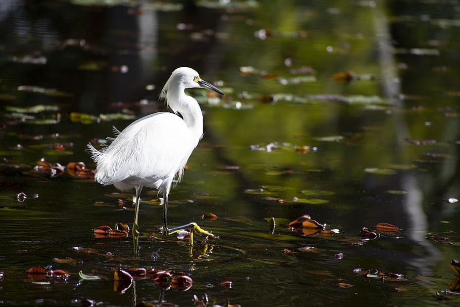 white bird on water, animal themes, animals in the wild, vertebrate HD wallpaper