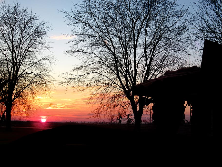 silhouette, sky, sunset, tree, bare tree, beauty in nature HD wallpaper