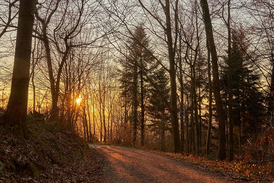 forest, evening, sun, away, sunset, trees, autumn, plant, tranquility HD wallpaper