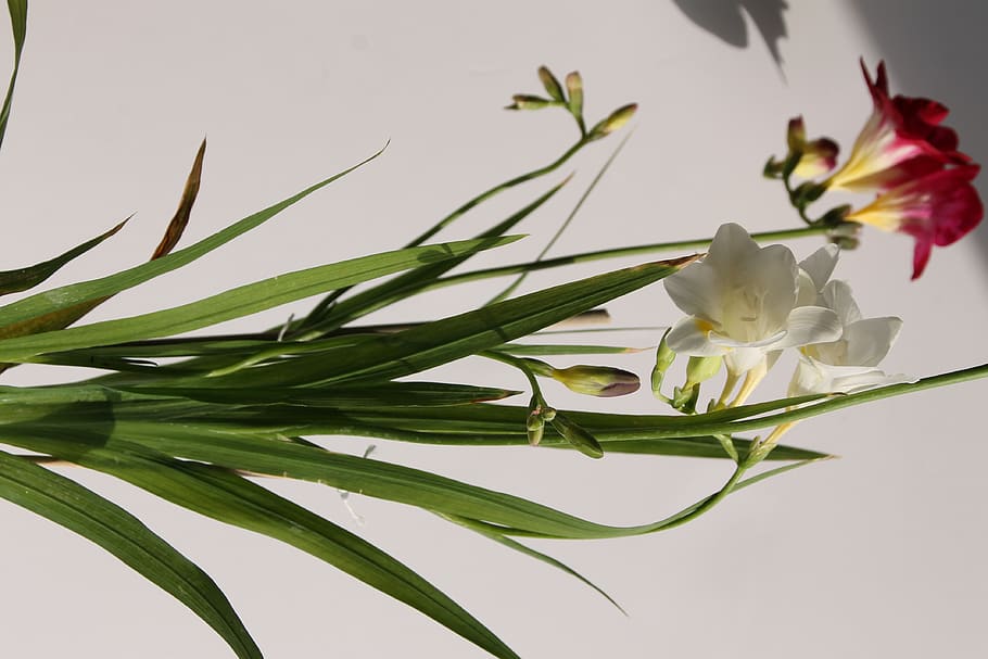 flowers, nature, spring, botanical, garden, flowering plant HD wallpaper