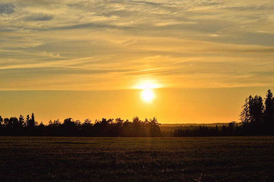 Silhouette of Trees, backlit, beautiful, dawn, evening, field HD wallpaper