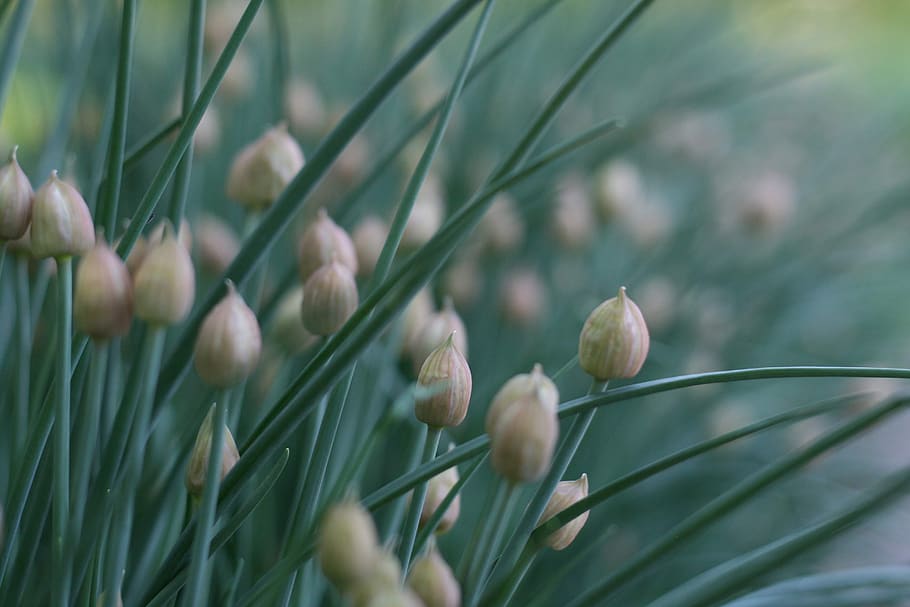 grass, buds, flowers, green, beauty, spring, photography, beautiful HD wallpaper