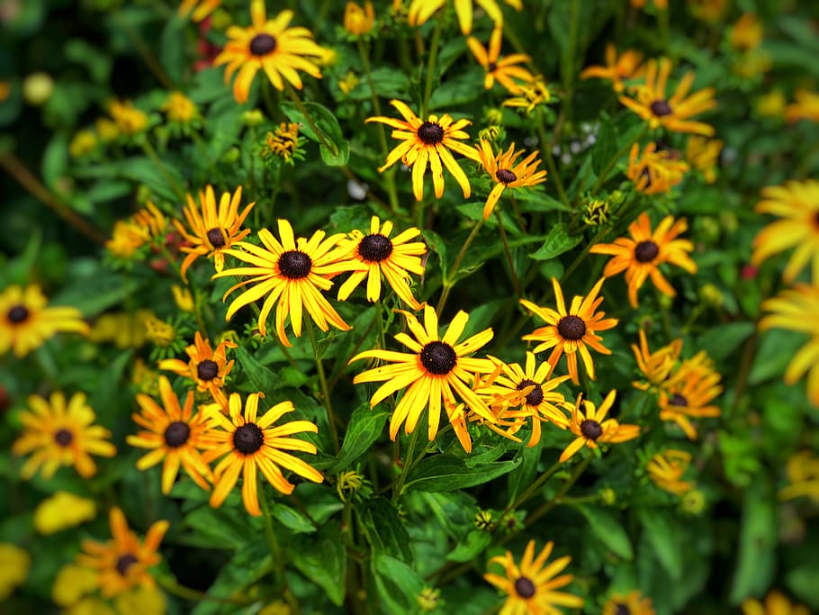 sunflower, green, yellow, flowering plant, fragility, freshness HD wallpaper