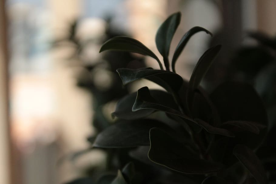 italy, naples, focus on foreground, close-up, growth, plant HD wallpaper