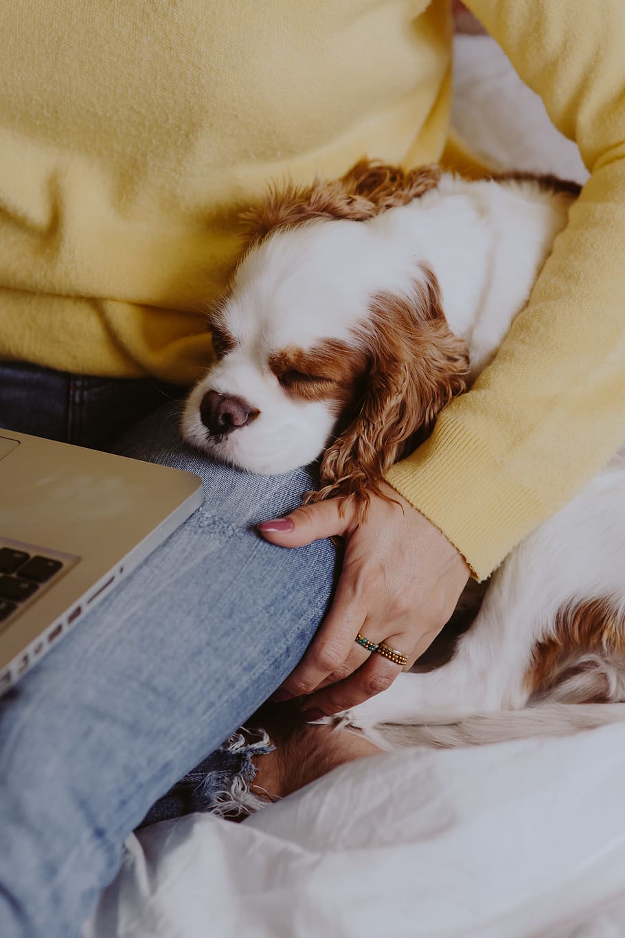A woman in a yellow sweater with a sweet dog uses a laptop, cavalier, HD wallpaper
