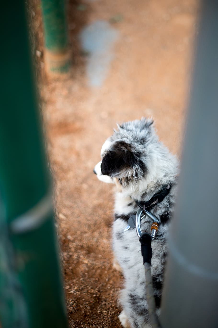 strap, leash, mammal, dog, pet, animal, canine, terrier, harness, HD wallpaper