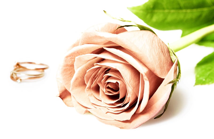 ring, white, bride, two, celebration, gift, love, arrangement HD wallpaper
