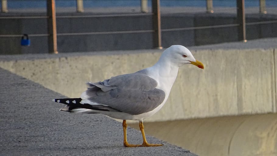 ave, seagull, observation, animal, animal themes, bird, vertebrate HD wallpaper