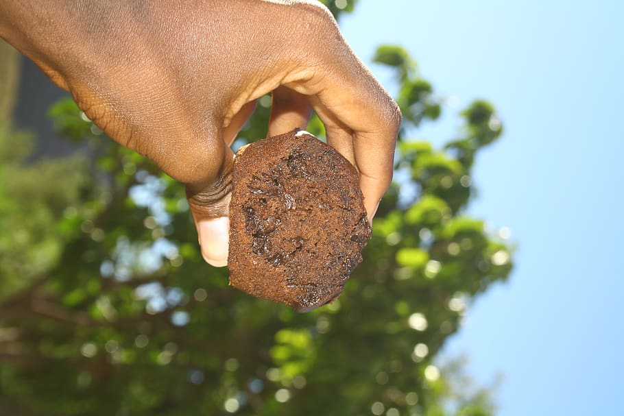 chocolate cookie, human, person, fungus, finger, kelon banda HD wallpaper
