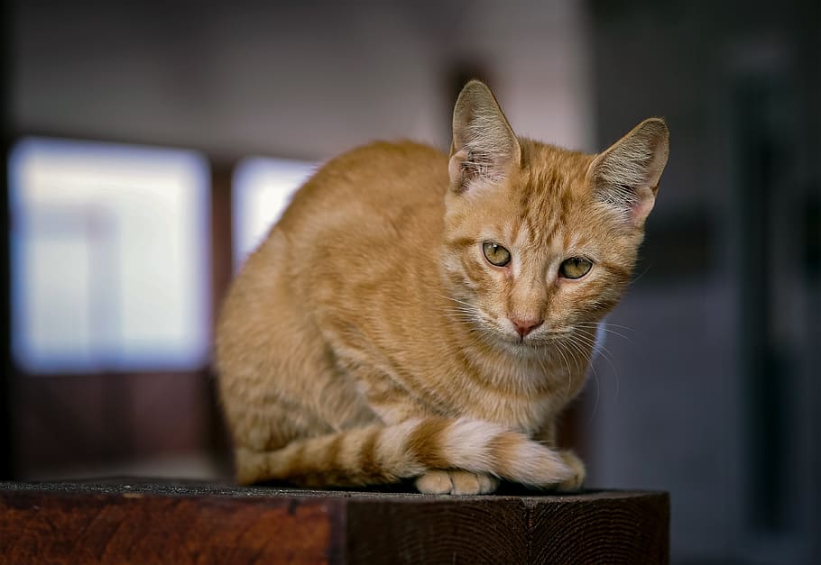 forget, animals, cat, portrait, eyes, views, fur, mammalian HD wallpaper