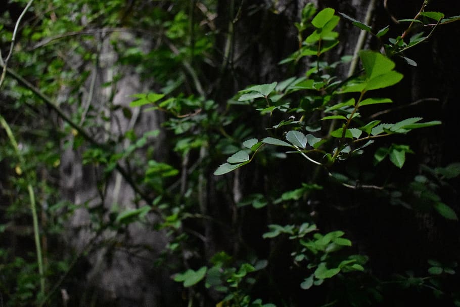 vine, wound, trees, cliff, rock wall, coiled, leaf, plant, growth HD wallpaper