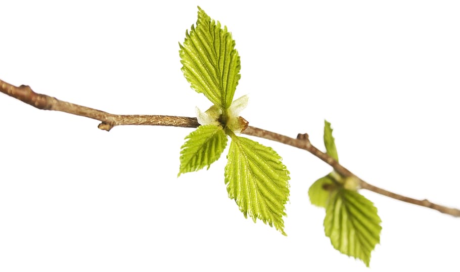 branch, tree, leaf, green, white, plant, isolated, growth, nature HD wallpaper