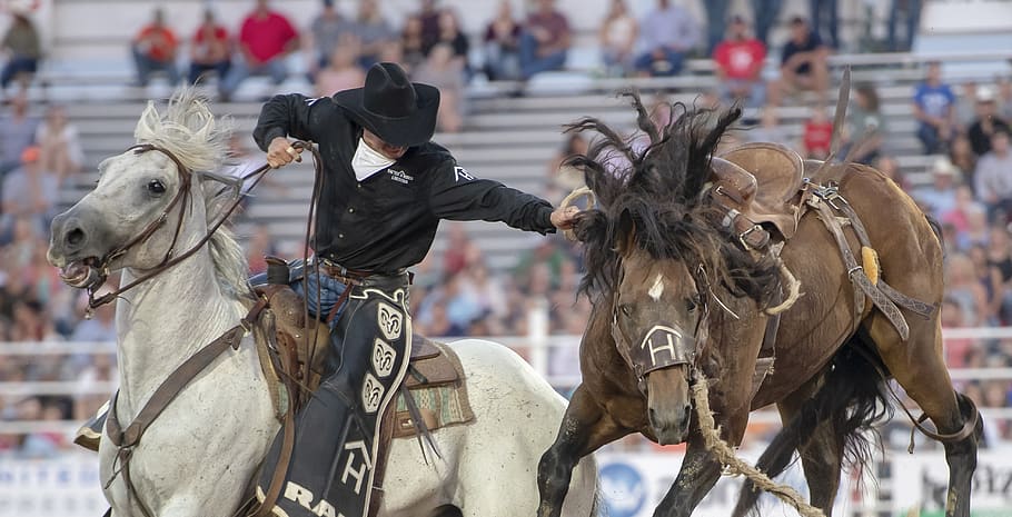 rodeo, horse, competition, western, animal, riding, cowboy