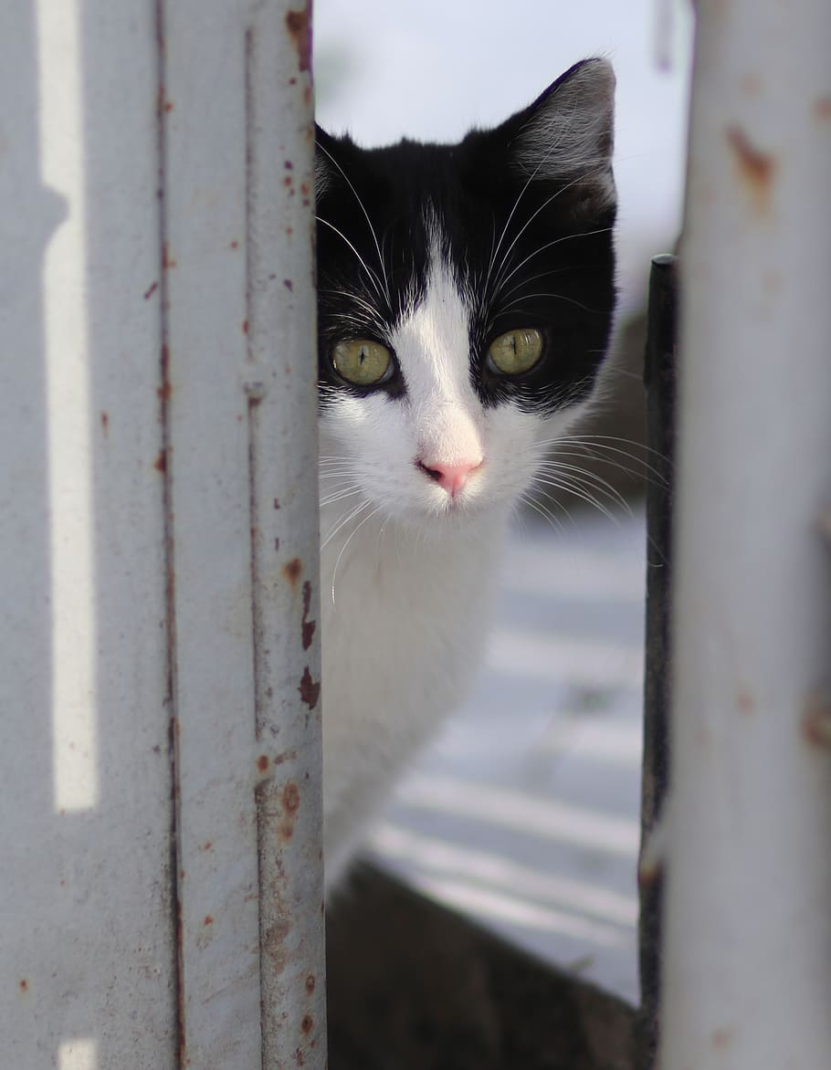 cat, white, black, pet, cute, beauty, about, pets, domestic HD wallpaper