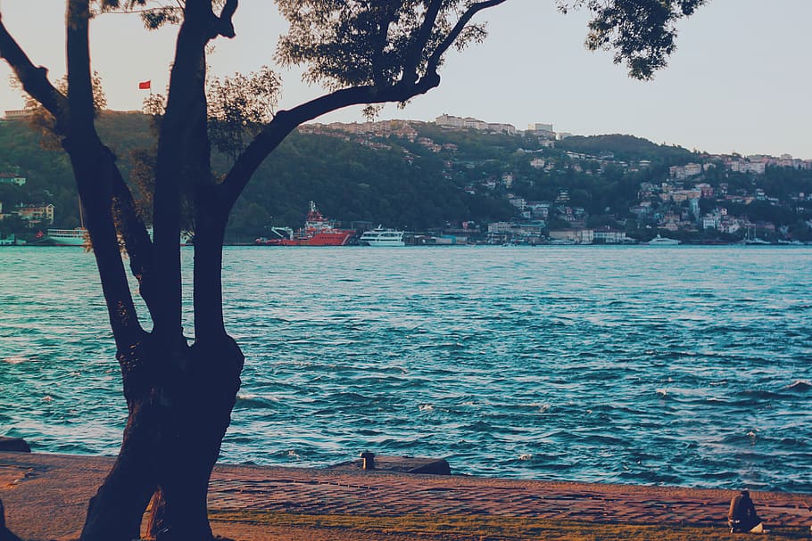 tree, sea, seaside, blue, city, cityscape, ship, water, plant HD wallpaper