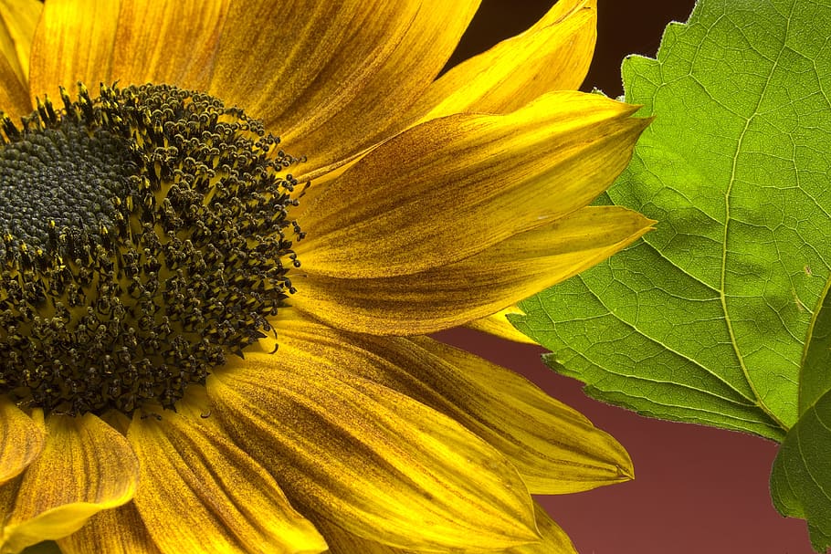 sunflower, flowers, yellow, bloom, summer, plant, pollen, bright HD wallpaper