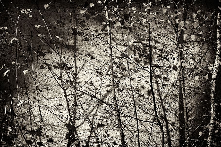 birch, tree, leaves, nature, landscape, background, black and white HD wallpaper