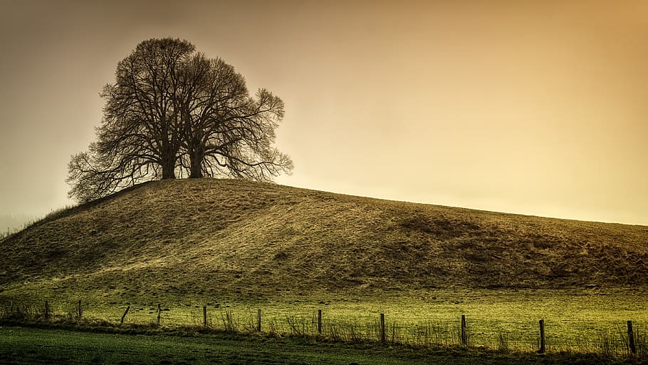 Silhouette of Tree on Top of the Hill, calm, eerie, environment, HD wallpaper