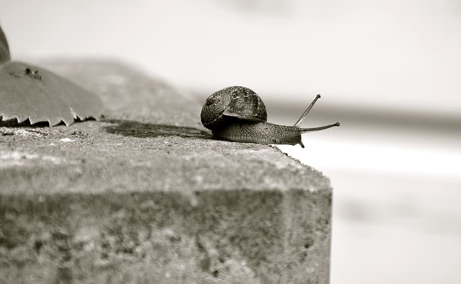 snail, cochlea, garden, mollusk, gastropod, invertebrate, selective focus HD wallpaper