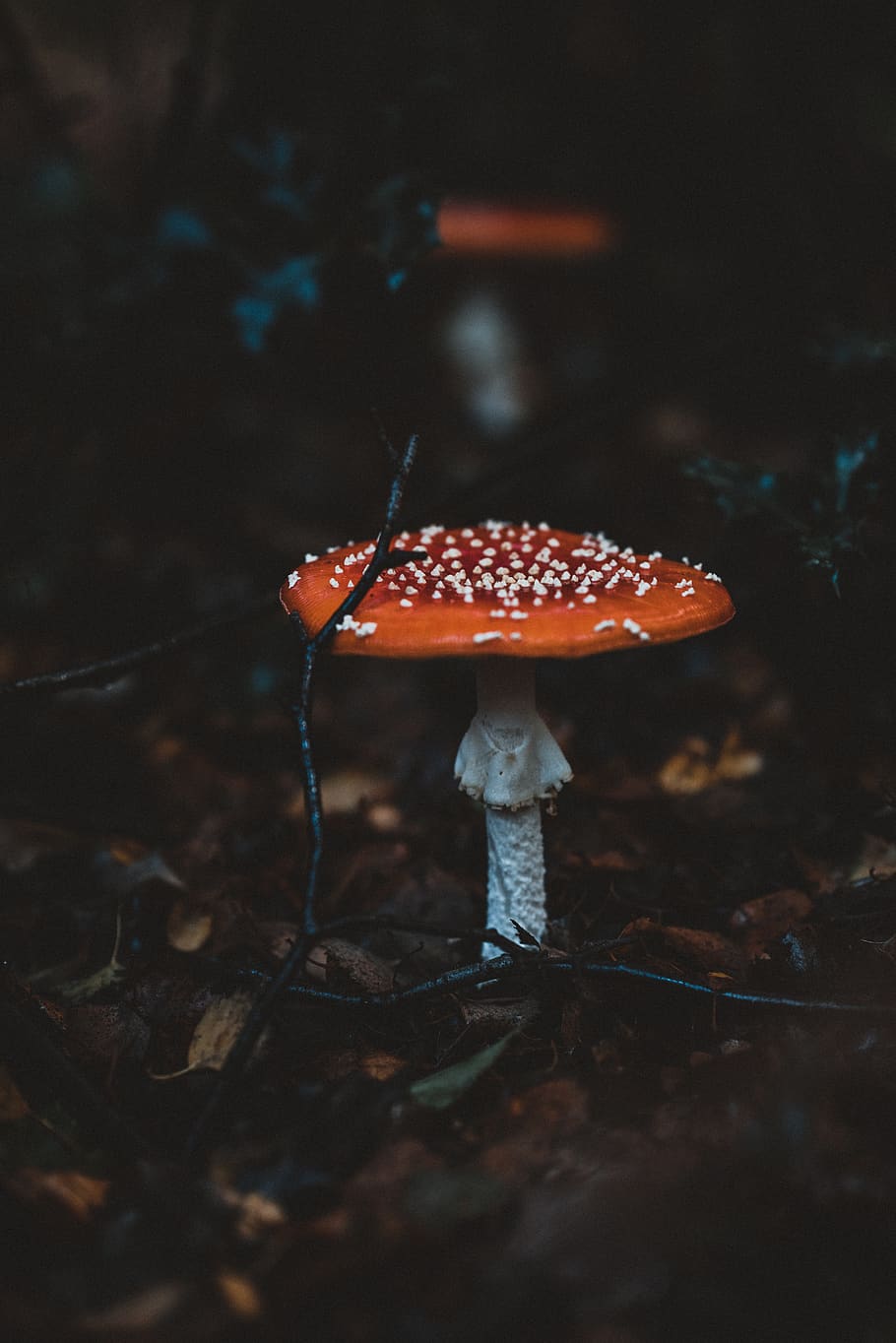 orange and white mushroom, fungus, vegetable, food, toadstool HD wallpaper
