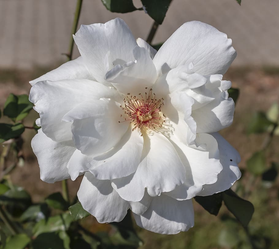 rose, flower, white, roses, plant, garden, nature, bloom, flowering plant HD wallpaper