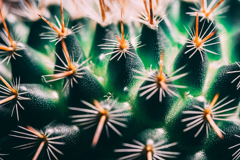 green cactus, backgrounds, full frame, no people, close-up, selective focus HD wallpaper