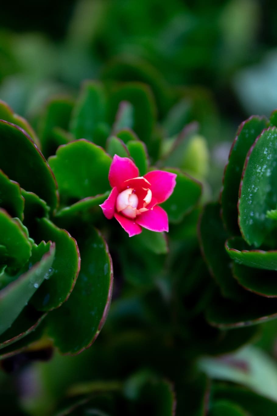 plant, flower, blossom, geranium, garden, pollen, orchid, petal HD wallpaper