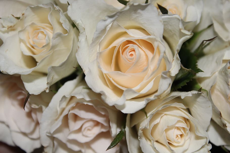 rose, bouquet of roses, white rose, wedding, flowers, strauss, HD wallpaper