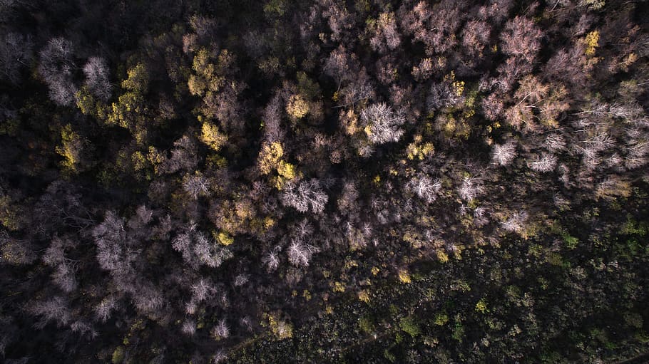aerial, view, trees, plant, nature, fall, autumn, full frame HD wallpaper