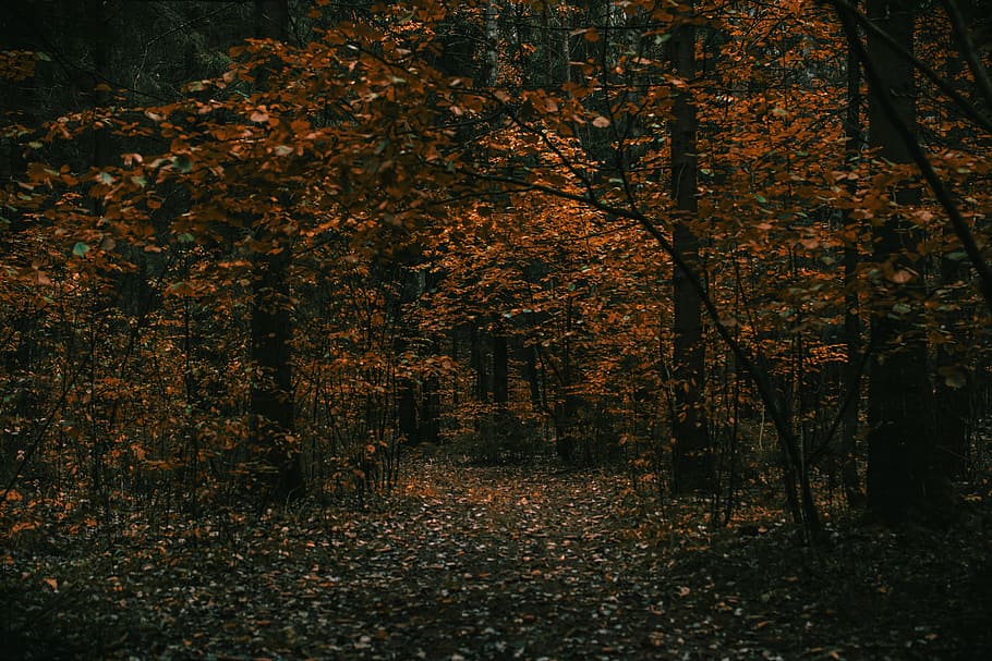 Pathway Between Trees, daylight, environment, forest, leaves HD wallpaper
