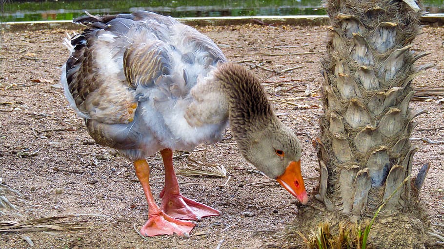 goose, ave, plumage, animals, nature, geese, peaks, feathers HD wallpaper