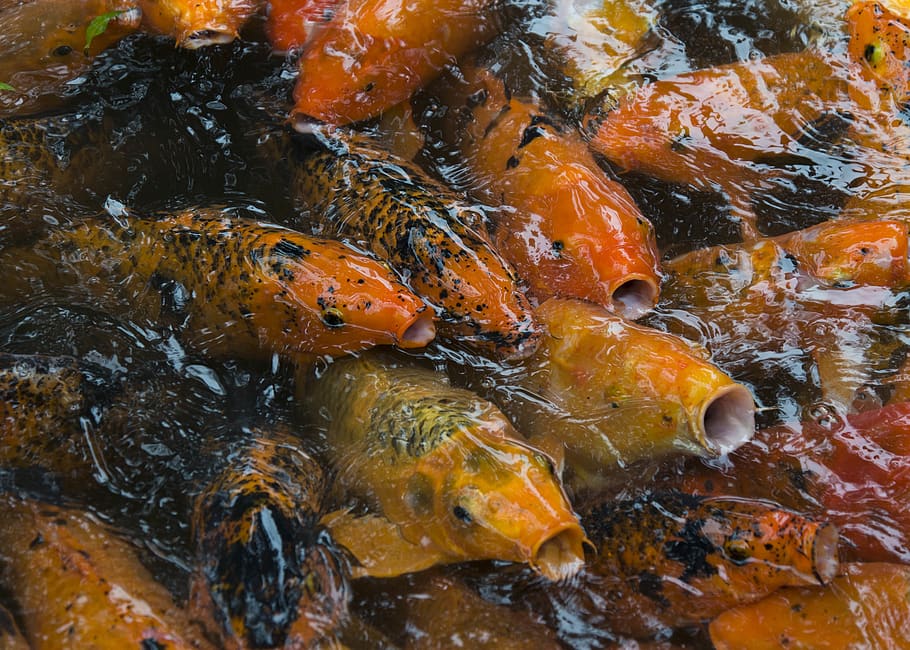 koi fishes, animal wildlife, group of animals, animal themes HD wallpaper