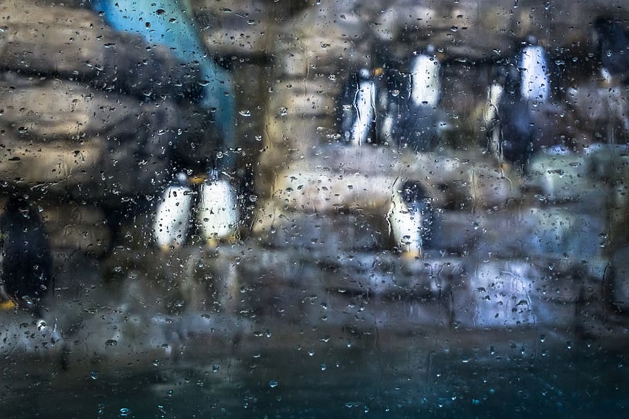 glass - material, window, wet, full frame, transparent, drop HD wallpaper