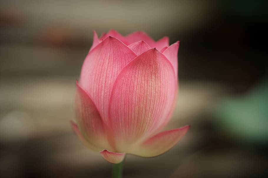 flower, lotus, pink, bud, nature, flowering plant, vulnerability HD wallpaper