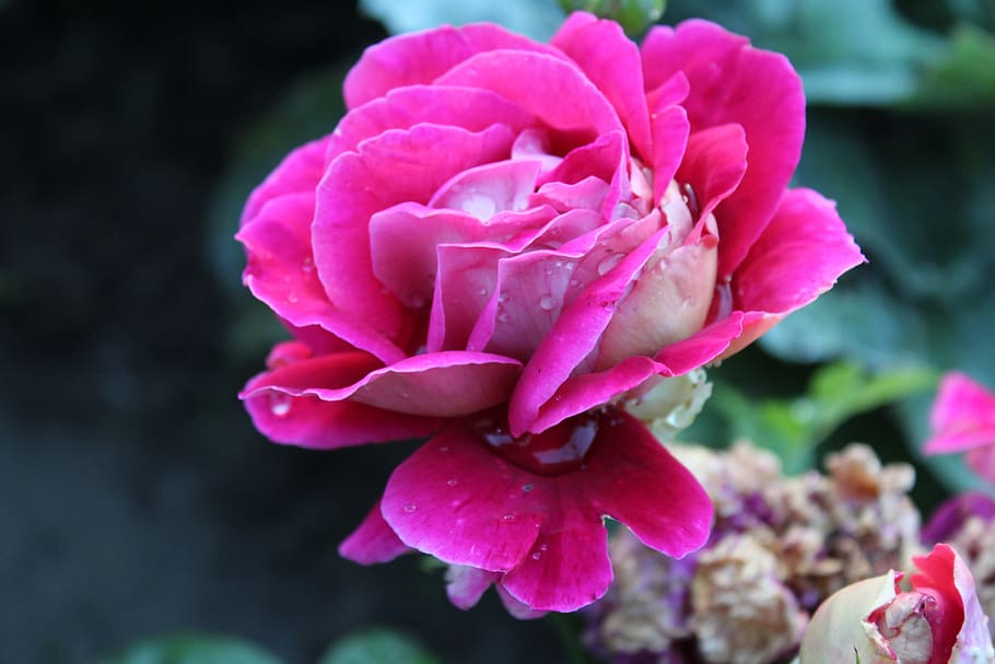 flower, rose, garden, summer, pink, a drop of, the background HD wallpaper