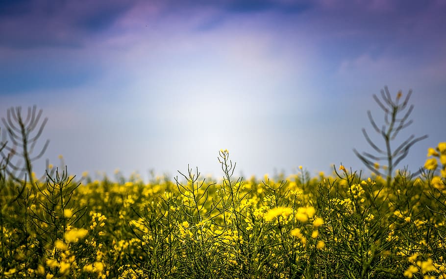blue, sky, nature, yellow, plants, flower, field, farm, garden HD wallpaper