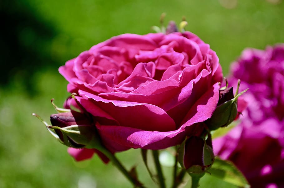 flower, pink, spring, nature, blossom, bloom, rose, love, garden HD wallpaper