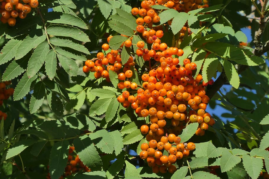rowan, summer, nature, tree, foliage, maturation, orange, fruits HD wallpaper