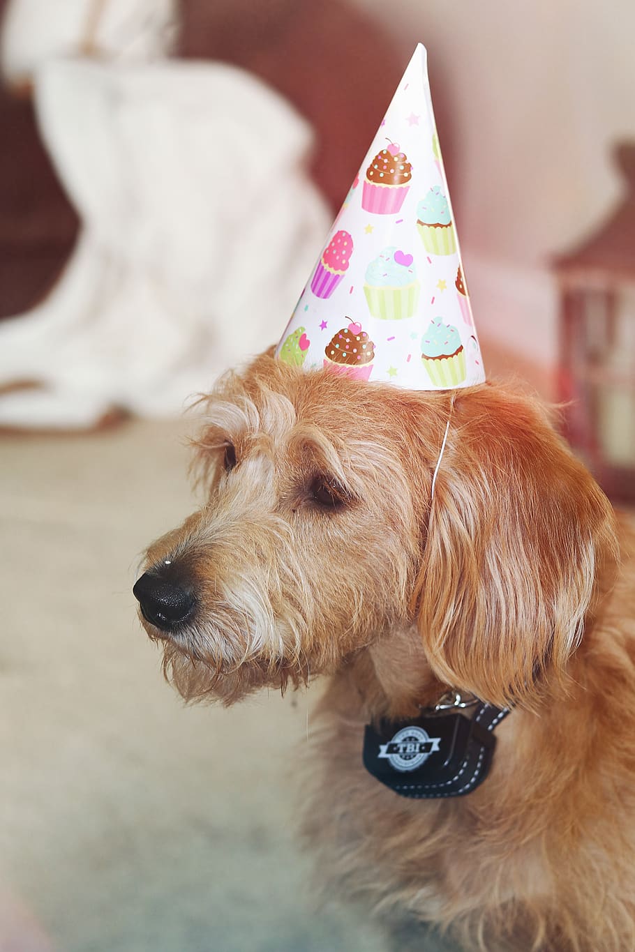 apparel, clothing, dog, mammal, pet, animal, canine, hat, party hat